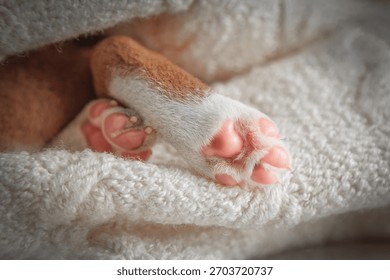 Tangkapan dekat cakar merah jambu anak anjing yang baru lahir bersandar pada selimut lembut putih gebu. Konsep perincian haiwan kesayangan yang comel dan lembut, sesuai untuk tema veterinar, penjagaan, pembiakan dan berkaitan haiwan.