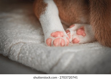 Tangkapan dekat cakar merah jambu anak anjing yang baru lahir bersandar pada selimut lembut putih gebu. Konsep perincian haiwan kesayangan yang comel dan lembut, sesuai untuk tema veterinar, penjagaan, pembiakan dan berkaitan haiwan.