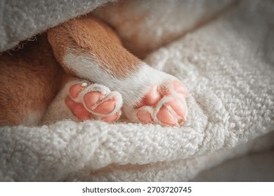Tangkapan dekat cakar merah jambu anak anjing yang baru lahir bersandar pada selimut lembut putih gebu. Konsep perincian haiwan kesayangan yang comel dan lembut, sesuai untuk tema veterinar, penjagaan, pembiakan dan berkaitan haiwan.
