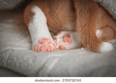 Tangkapan dekat cakar merah jambu anak anjing yang baru lahir bersandar pada selimut lembut putih gebu. Konsep perincian haiwan kesayangan yang comel dan lembut, sesuai untuk tema veterinar, penjagaan, pembiakan dan berkaitan haiwan.