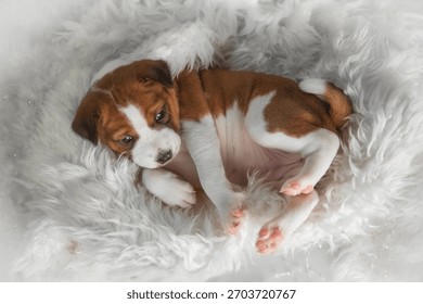 Tangkapan dekat cakar merah jambu anak anjing yang baru lahir bersandar pada selimut lembut putih gebu. Konsep perincian haiwan kesayangan yang comel dan lembut, sesuai untuk tema veterinar, penjagaan, pembiakan dan berkaitan haiwan.