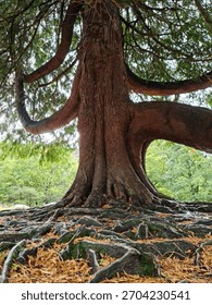 Tronco de árvore antigo e majestoso, com um sistema radicular enorme e exposto que se agarra à terra, rodeado por folhas caídas. Os galhos grossos e retorcidos criam uma cena florestal poderosa e mística na Irlanda.