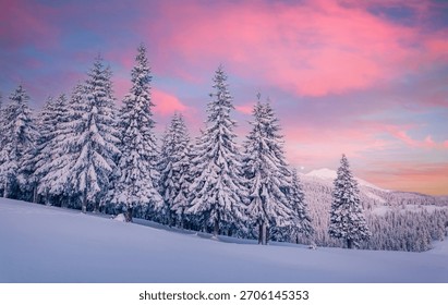 Schnéilandschaft bei Sonnenënnergang mat rosa a violettem Himmel iwwer ëmmergrénge Beem an der Wanterzäit. Atmosphäresch a magesch Plaz. Glécklecht Neit Joer Gréisskaart. Fototapeten. Entdeckung vun der Schéinheet vun der Äerd.