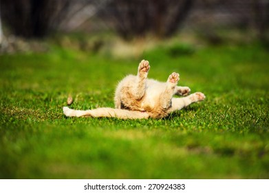 Grappige speelse roodharige kat op groen gras