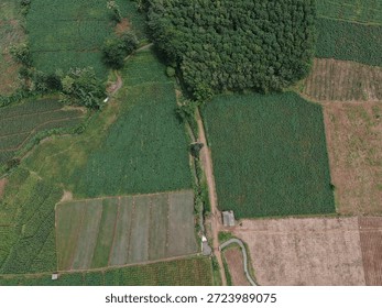 Vues aériennes de rizières, de zones forestières, d'autoroutes, de rivières et de régions agricoles en Indonésie. Photographie aérienne à thème agricole.