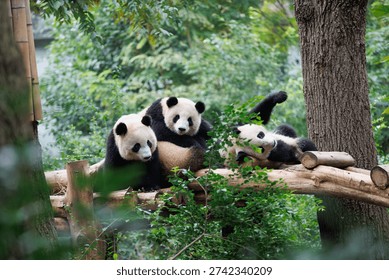 Giant panda group playing in the zoo