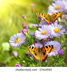 two butterfly on flowers