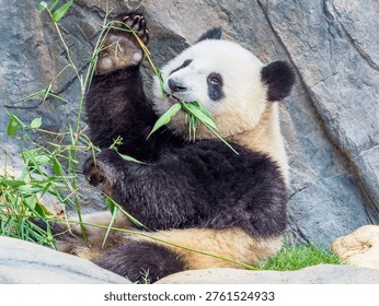 A young female Giant Panda cub is enjoying her meal of bamboo leaves,