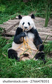 Cute giant panda sitting and eating bamboo at Chengdu Research Base of Giant Panda Breeding, Sichuan, China