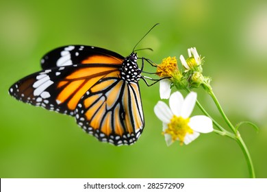 Close-upvlinder op bloem (Gemeenschappelijke tijgervlinder)