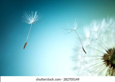 Closeup dandelion dengan latar belakang alami