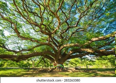 Grote boom, Tien jaar oud, Is geweldig, Een prachtige natuur