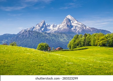Idyllic landscape in the Alps with fresh green meadows and blooming flowers and snowcapped mountain tops in the background