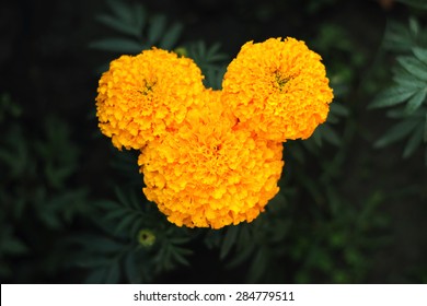 ミッキーマウスのような孤立した形をした黄色い花。