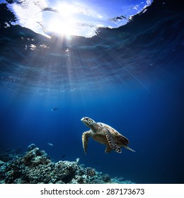 Unterwasserwelt mit Tieren, Taucherabenteuer auf den Malediven. Meeresschildkröte, die über schönen natürlichen Ozeanhintergrund schwimmt. Korallenriff beleuchtet mit Sonnenlicht durch die Wasseroberfläche.