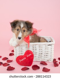 Një qenush super i lezetshëm Collie i ulur në një shportë me petale trëndafili dhe një jastëk në formë zemre me dashuri për këlysh shkroi në jastëk.