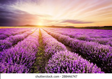 Lavender -Sunrise HD wallpaper download