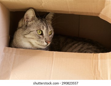Gato se escondendo em caixa de papel, gatinho curioso na caixa. Um gato brinca de esconde-esconde em uma caixa de papelão. Um gato brinca e se esconde em uma caixa de papelão