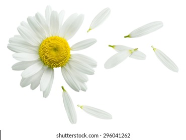 Hoa cúc họa mi cánh hoa bay, đoán trên hoa cúc, bị cô lập trên nền trắng làm yếu tố thiết kế áp phích