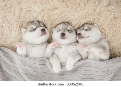 Tres cachorros de husky siberiano durmiendo bajo una manta gris