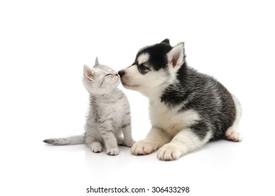 Schattige puppy kussen schattig tabby kitten op witte achtergrond geïsoleerd