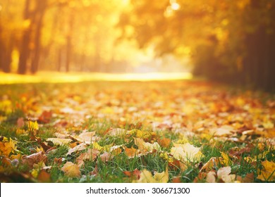 gefallene Herbstblätter auf Gras im sonnigen Morgenlicht, getöntes Foto