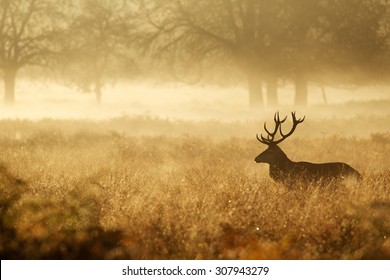 Silhouet van een edelhert in de mist