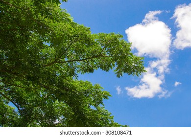 ツリーの前景と背景の空雲