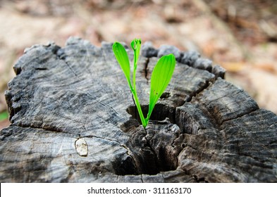 Nuevas hojas verdes nacidas en un árbol viejo, fondo texturizado, naturaleza foto de archivo