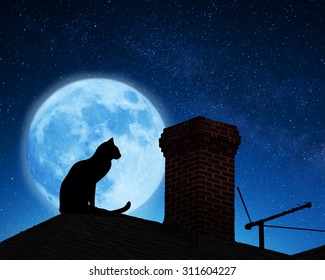 Chat sur un toit.