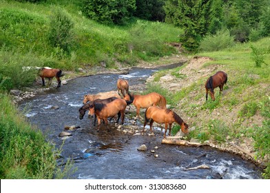 paard kwam naar de rivier om water te drinken