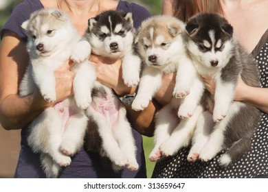 Vier puppy Siberische Husky. Nesthonden in de handen van de fokker. Kleine puppy's.