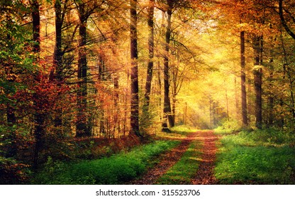 Paisaje forestal otoñal con rayos de luz cálida que iluminan el follaje dorado y un sendero que conduce a la escena