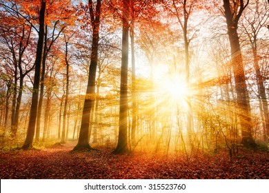 sun rays through red trees HD wallpaper download