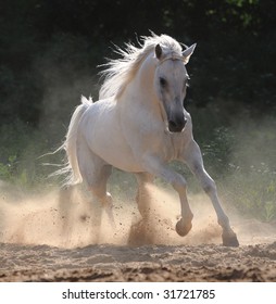 wit paard galoppeert in stof