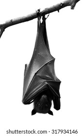 Bat, Hanging Lyle's flying fox isolated on white background present in black and white, Pteropus lylei