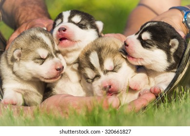 Vier puppy Siberische Husky. Nesthonden in de handen van de fokker. Pasgeboren puppy's met gesloten ogen
