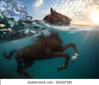 Một con ngựa bơi trên biển. Chạy qua nước. Phần dưới nước đang chuyển động với nền xanh xanh của biển sâu. Hoàng hôn với những đám mây sau đầu ngựa. Chế độ xem bị chia cắt từ không khí và nước.