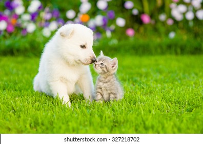 Gatito besando al cachorro de pastor suizo blanco sobre hierba verde