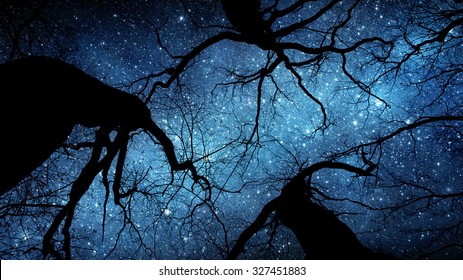 Schéinen Nuetshimmel, d'Mëllechstrooss an d'Beem. Elementer vun dësem Bild geliwwert vun NASA.