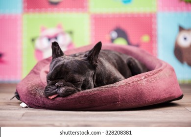 bulldog francés descansando en la cama