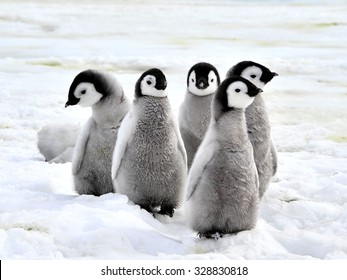 Polluelos de pingüino emperador en la nieve en la Antártida