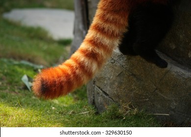 Cola rayada esponjosa de panda rojo