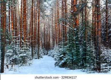 bosque de pinos, invierno