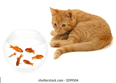 金魚と水槽を見下ろす白とオレンジ色の猫 Hd壁紙のダウンロード