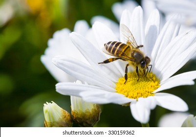 Einzelne Gänseblümchenblume und Biene des Frühlinges