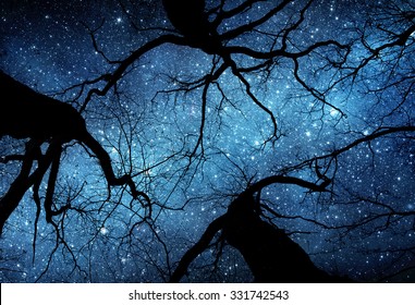 Schéinen Nuetshimmel, d'Mëllechstrooss an d'Beem. Elementer vun dësem Bild geliwwert vun NASA.