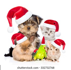 Gran grupo de mascotas con sombreros rojos de Navidad. aislado sobre fondo blanco.