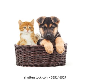 ジャーマン シェパードの子犬と子猫の白い背景の上のストロー バスケット