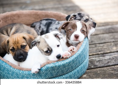 テリア ミックス子犬のくずは、木製のデッキの外の犬のベッドで遊んでいます。